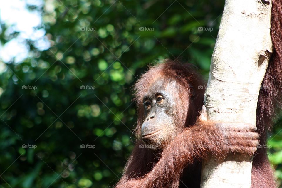 Orangutan, Indonesia May 2014