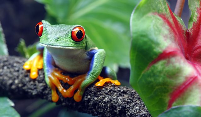 Sapo de colores