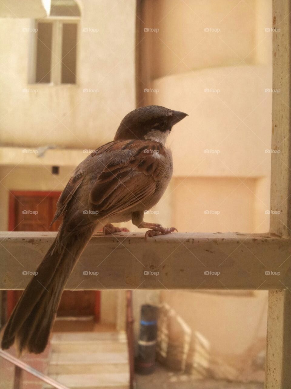 Bird on windowsill, interested in what is cooking? . A friend on the windowsill 