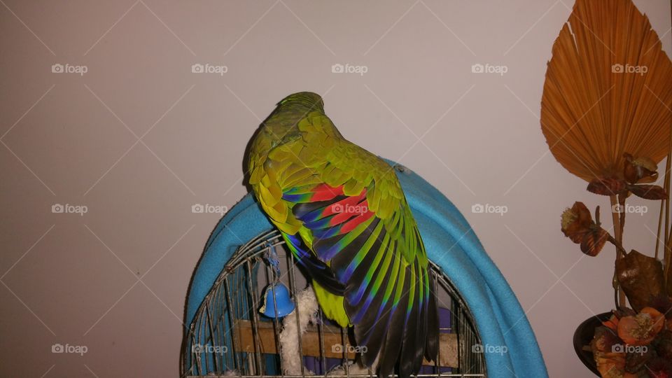 Perrot wing