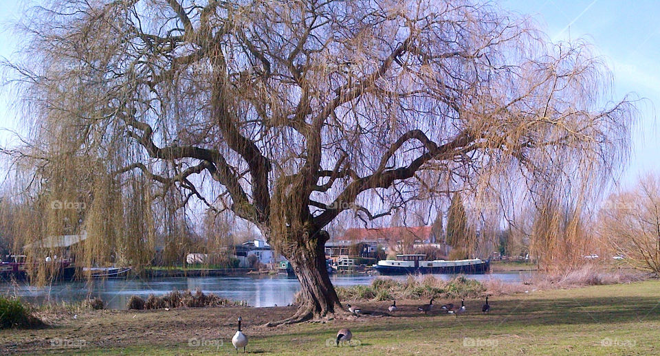 Bare weeping willow with geese at Laleham in winter