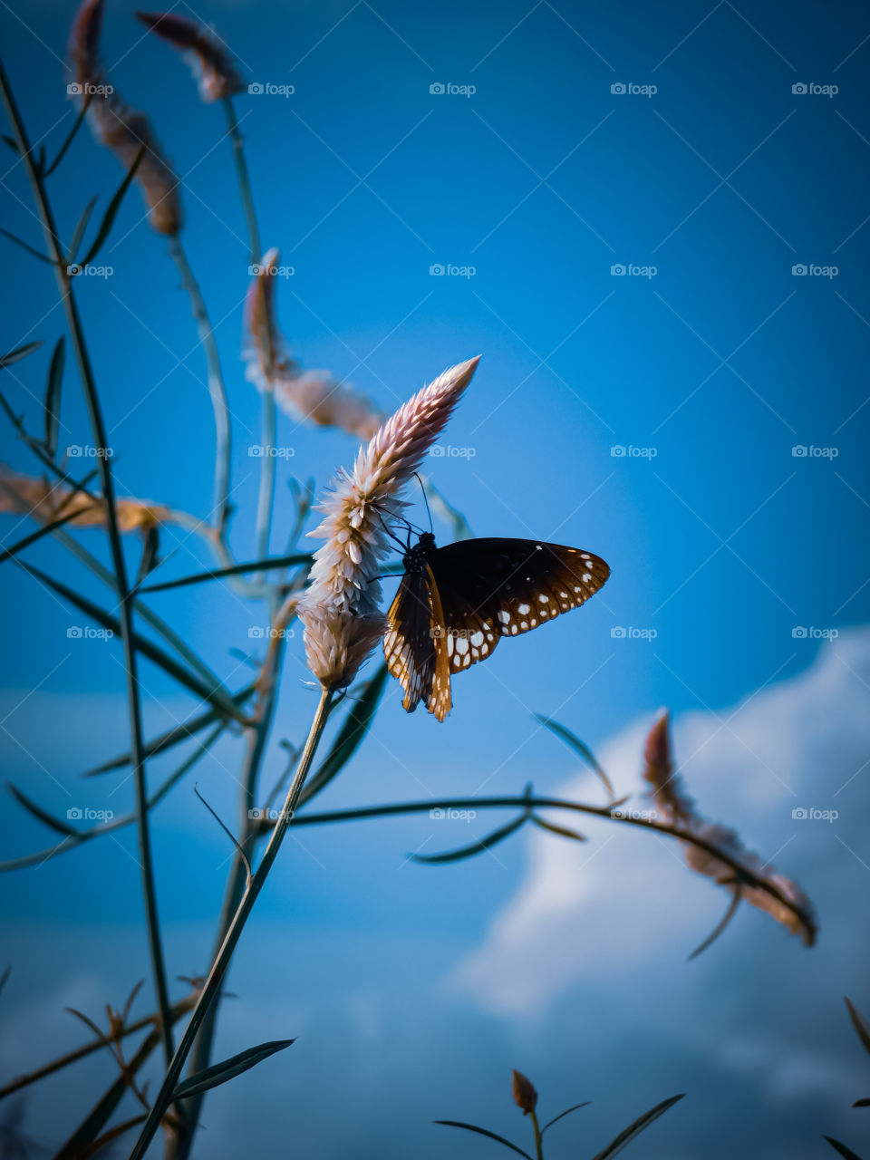 Butterfly photography, Beautiful butterfly sitting on celocia grass having blue coloured background.
