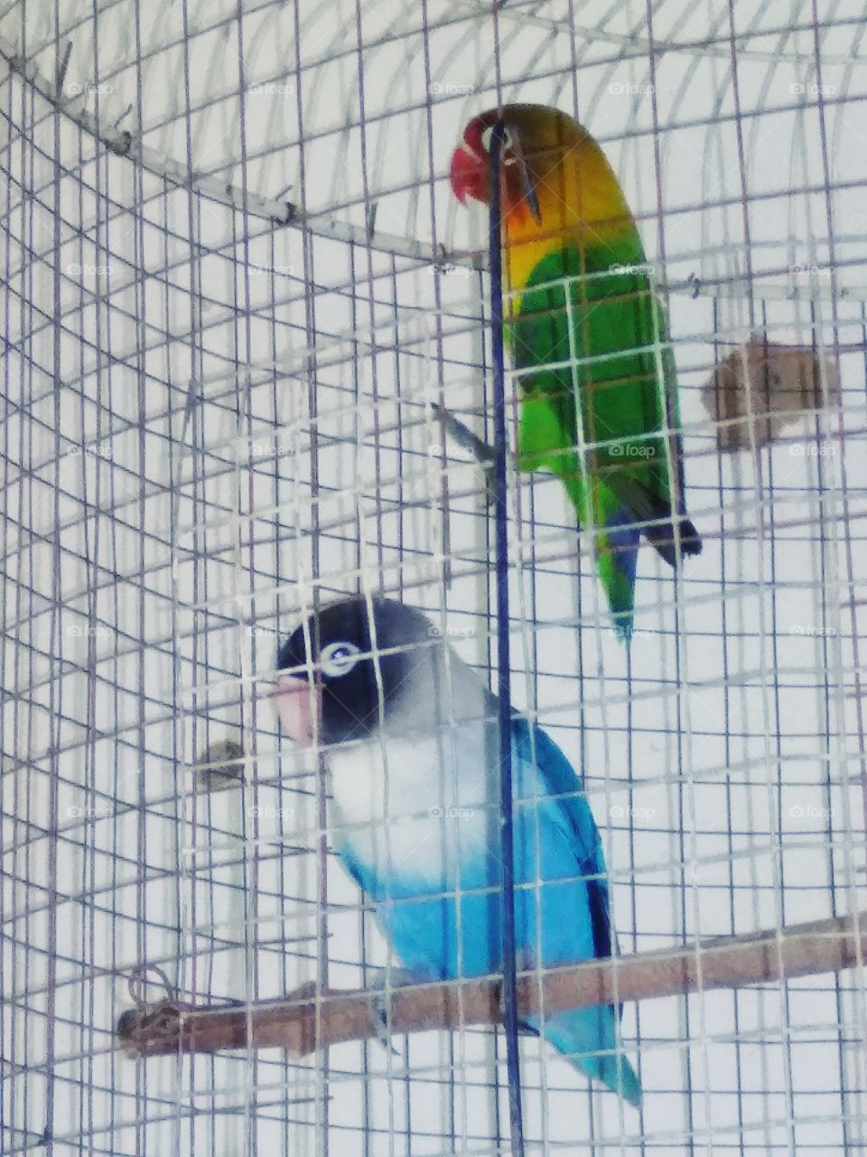 A pair of love birds