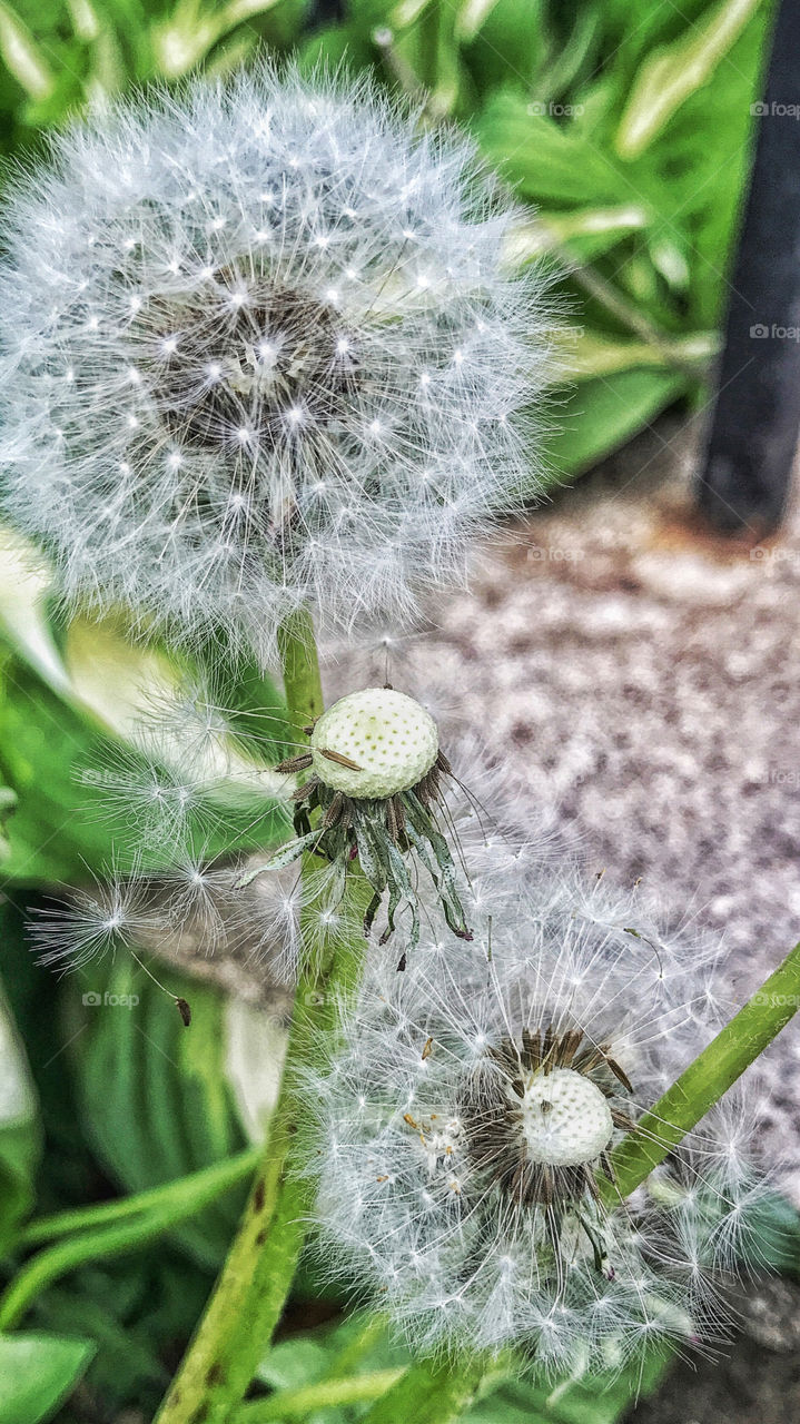 Close-up of dandelion flowers