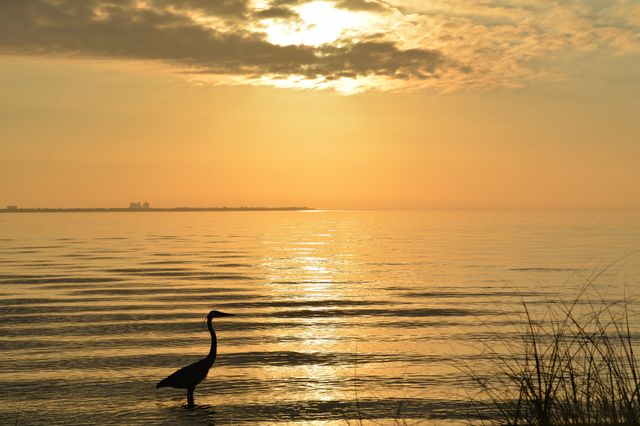 Sunrise vs Sunset - A gray heron wades along the shoreline for his next meal. A sunrise or sunset can be ablaze with brilliance and arouse all the passion, all the yearning, in the soul of the beholder