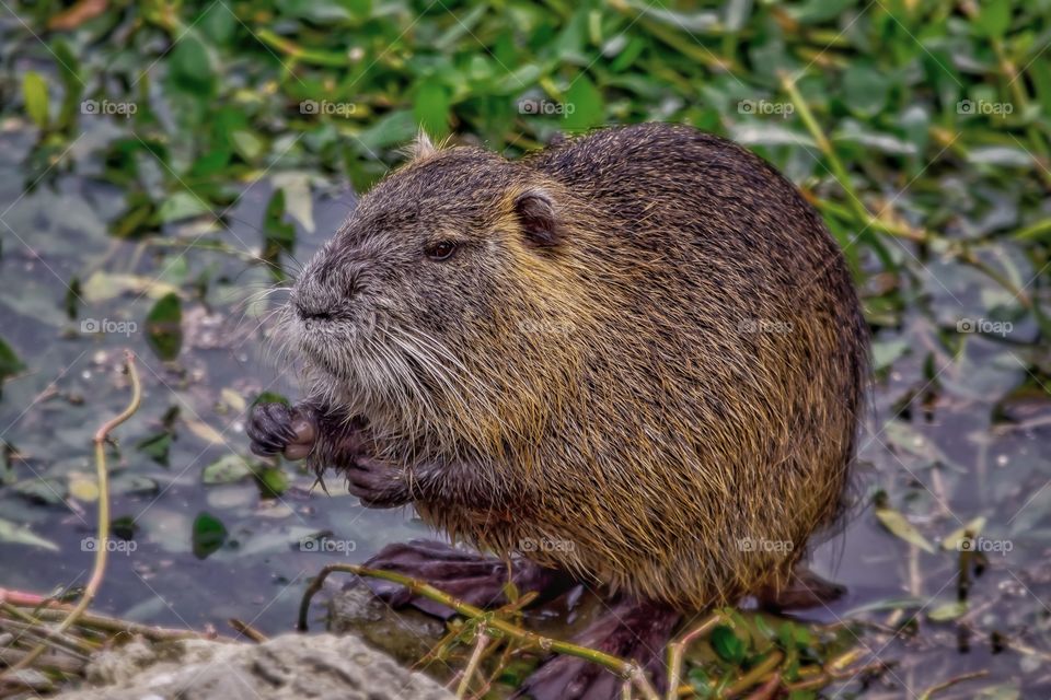 Coypu (nutria) on the banks of river arno in Florence Italy
