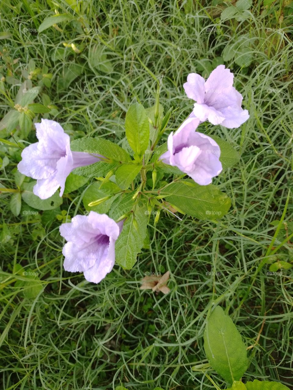 Beautiful flowers in green garden