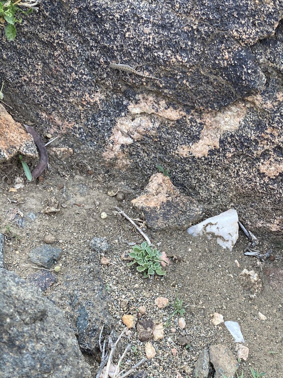 Taif mountains ⛰ rocks ,desert , amazing herbal 