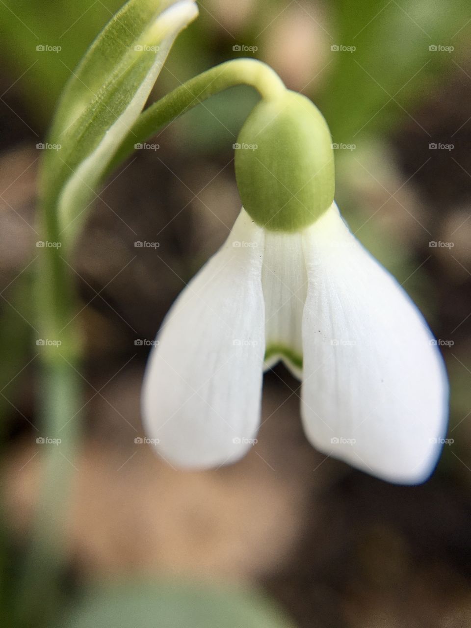 Little white snowdrop, macro photography 