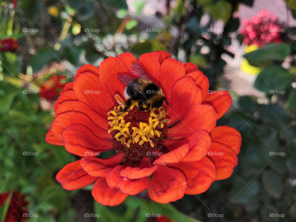 Bee on the flower in garden