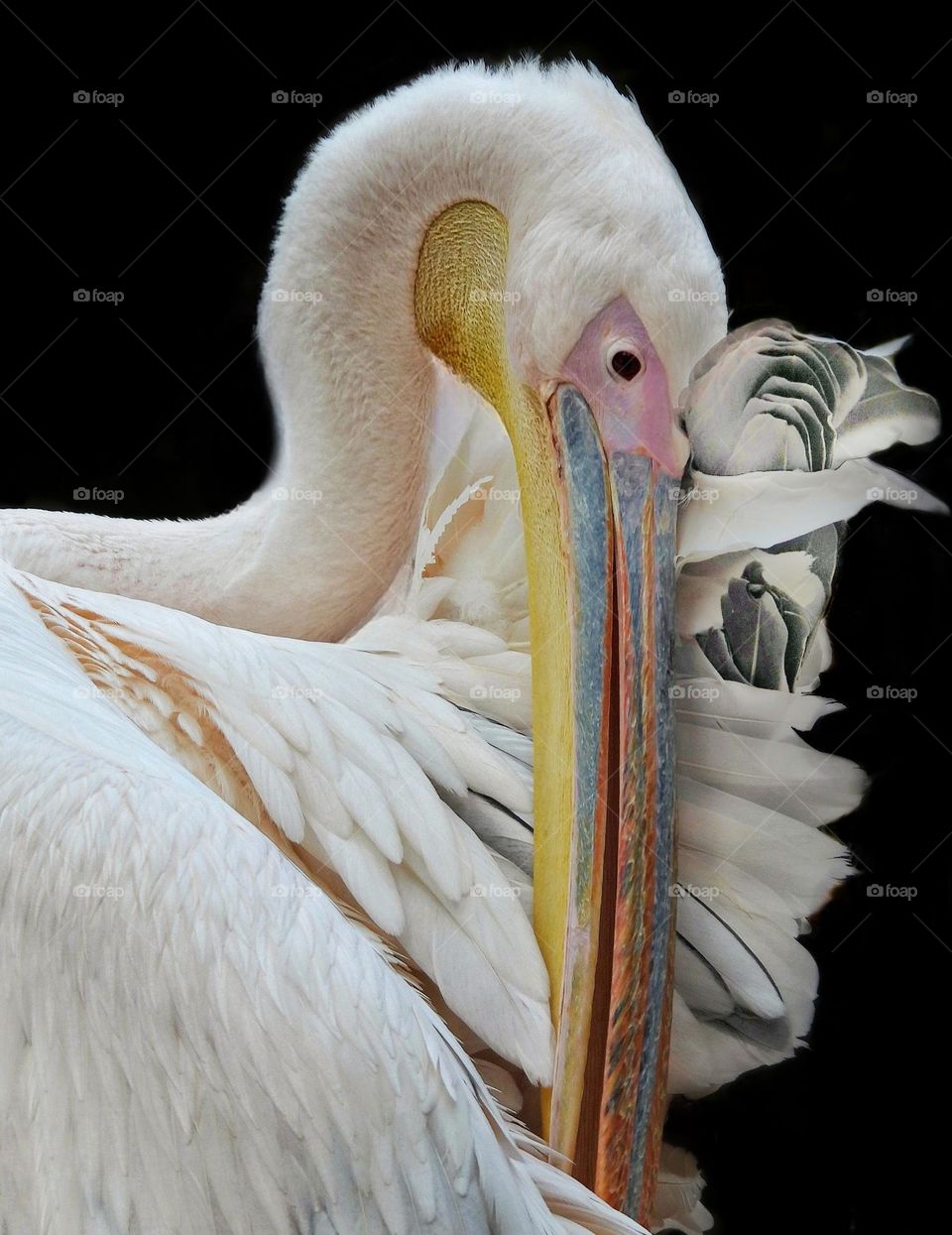 The sad pelican