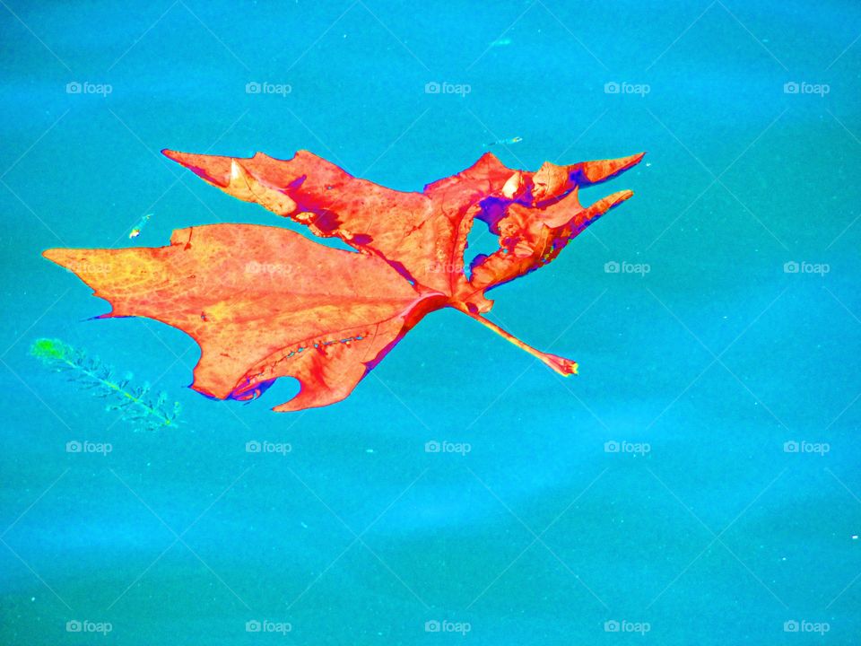 Leaf in the sea