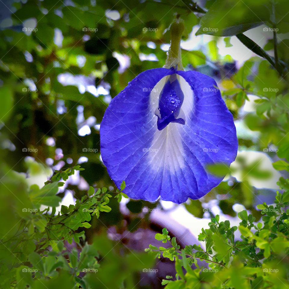 Aprajita Flower, Plant, Leaves