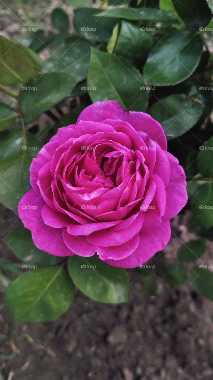 Macro photo of flower growing in the garden