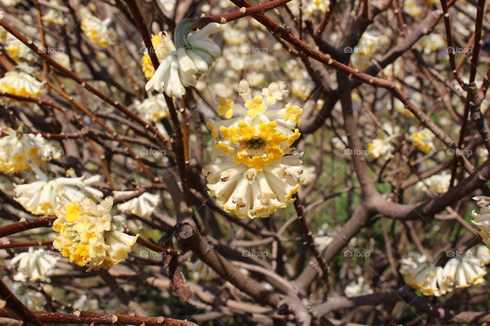Unusual tubular yellow flowering bush in spring at Tokyo Park