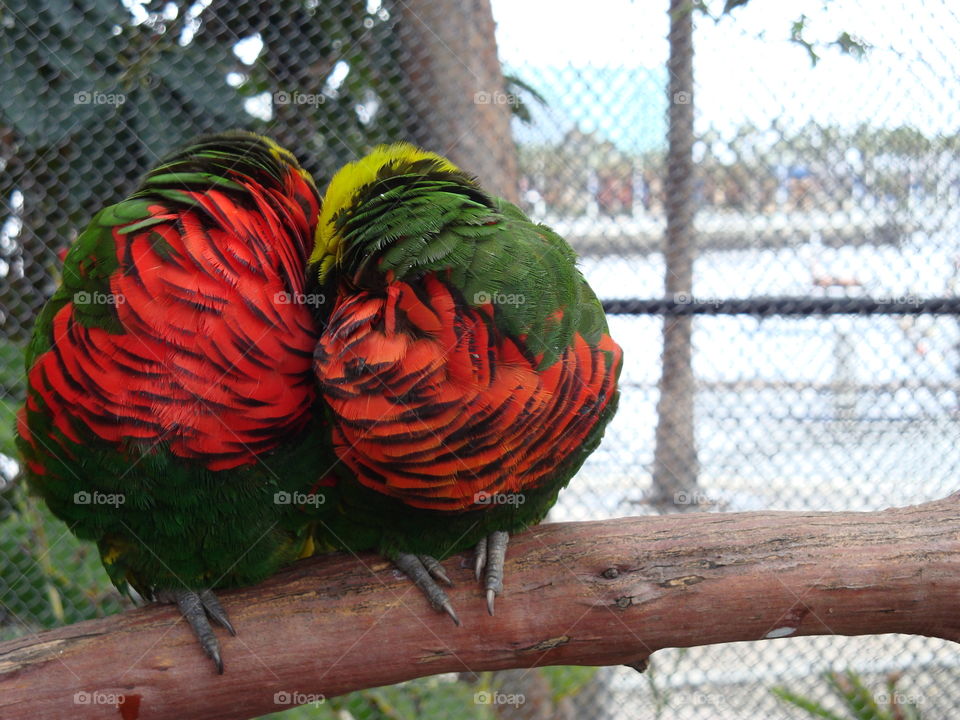 Colorful parakeet . Los Angeles zoo 