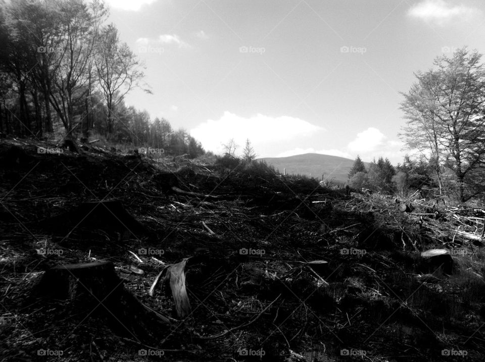 FELLED TREES