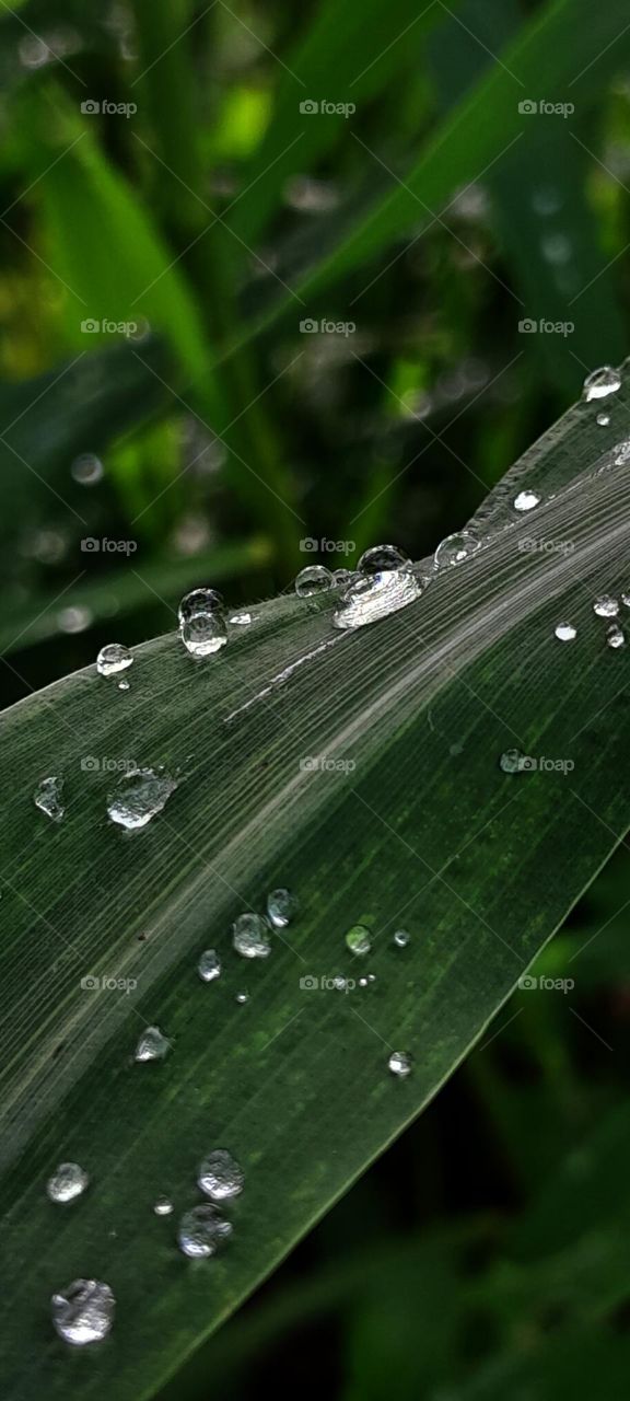 Water drop on leaf...