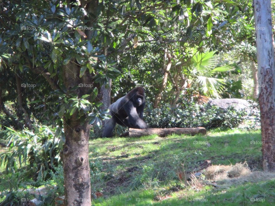 Gorilla Walking
