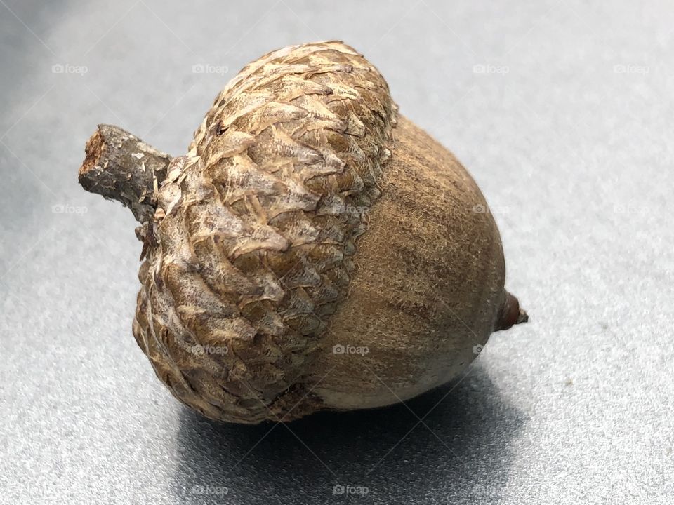 Acorn on top of Chevy hood