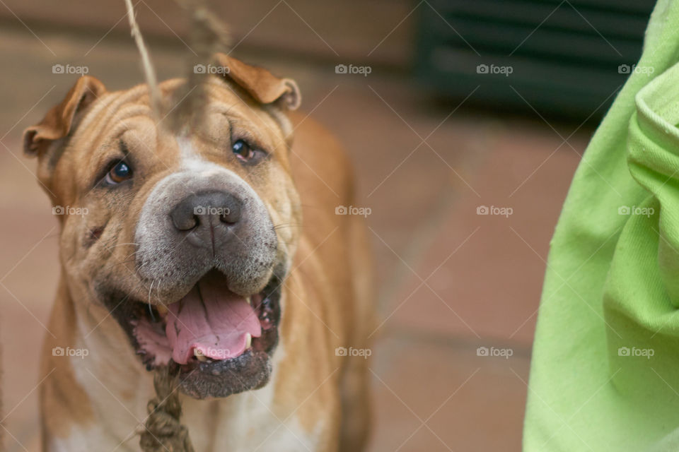 Dog looking at camera