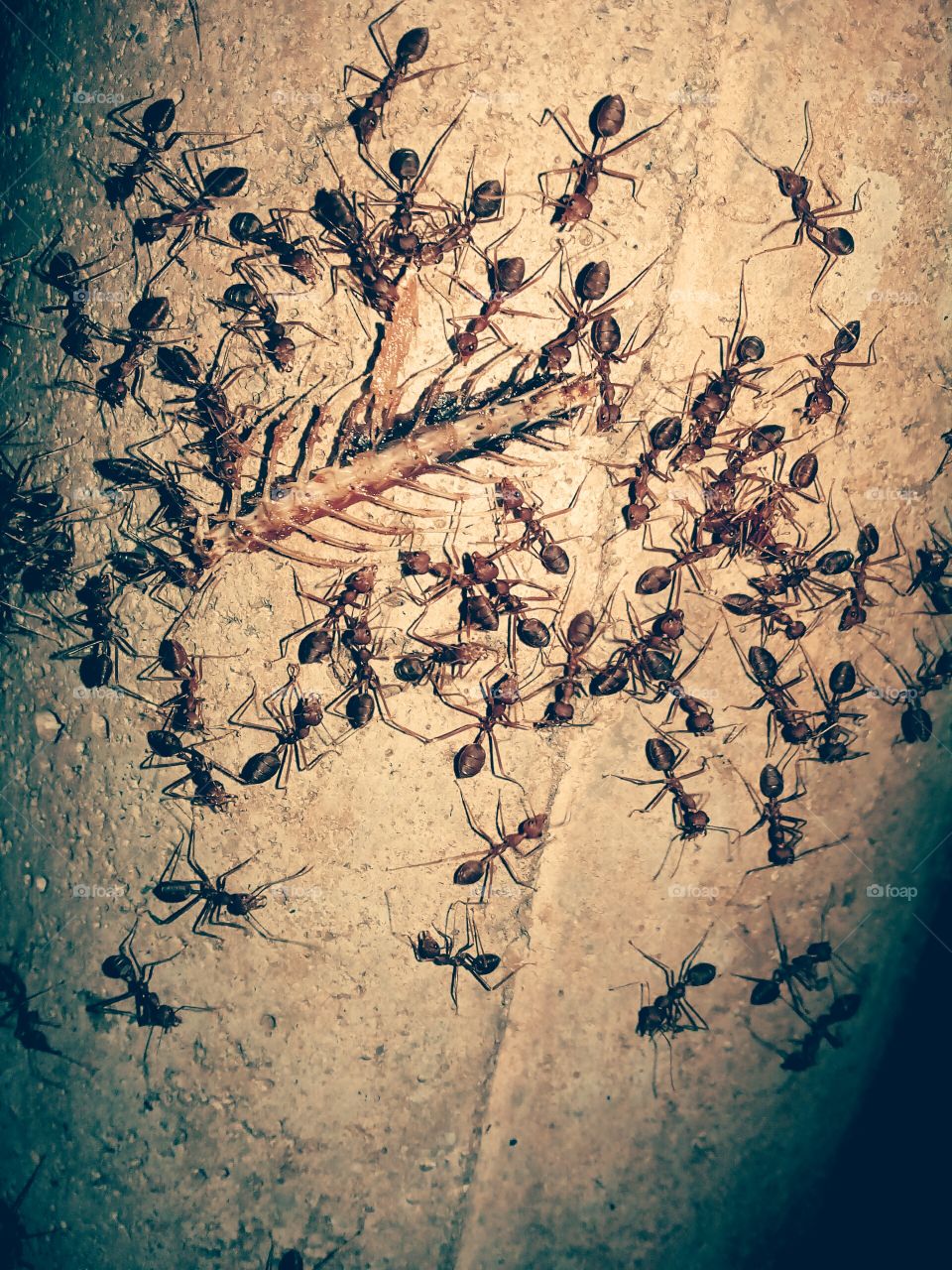 ants and food