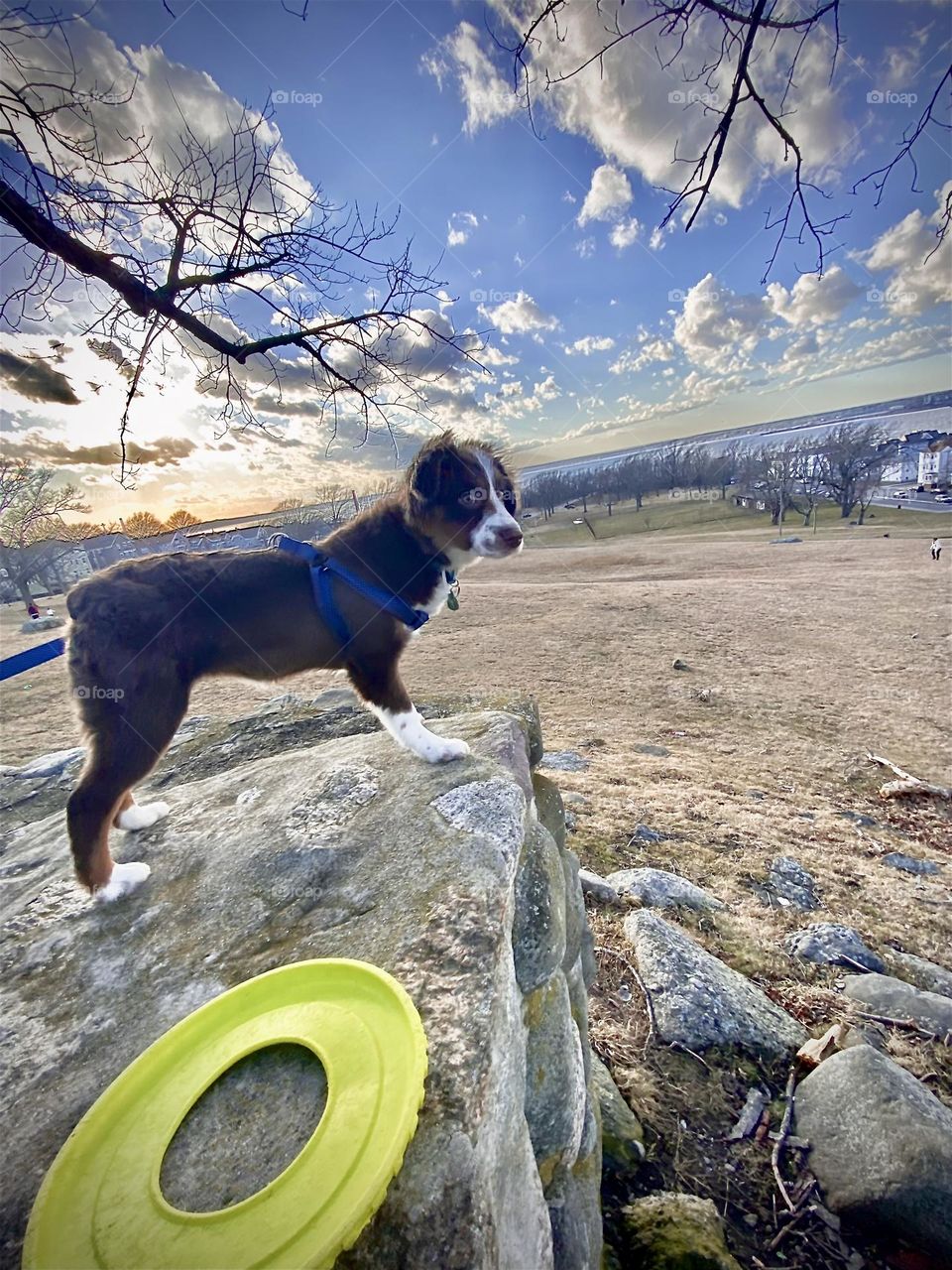 Australian mini Shepherd