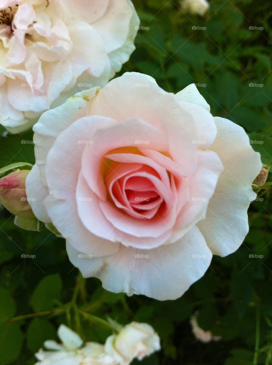 garden nature pink rose by hmsaibhlin