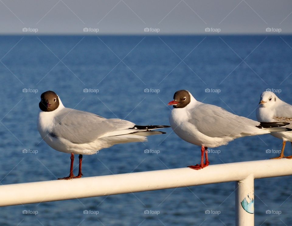 Seagulls perching on fence at sea