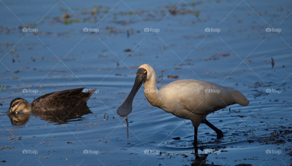 Royal Spoonbill hunting in the shallows