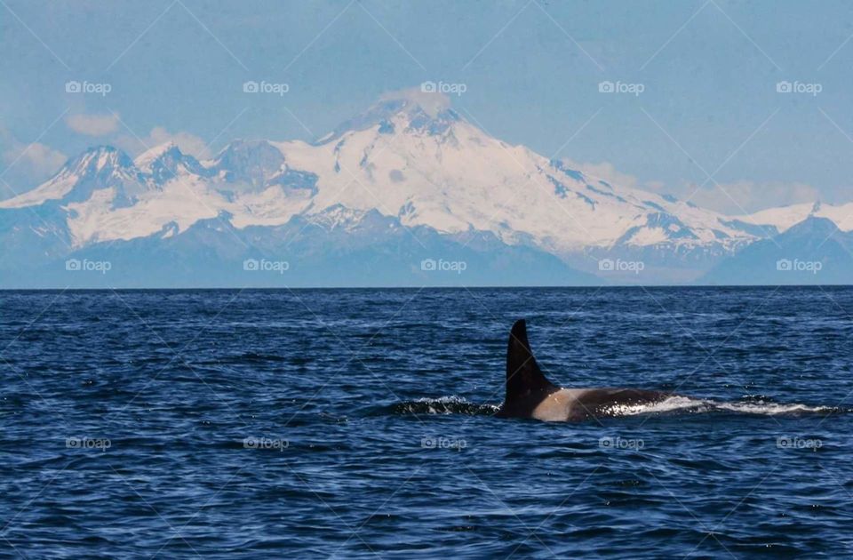 Water, No Person, Blower, Whale, Sea