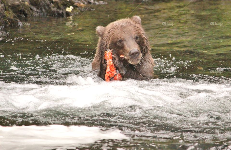 Brown bear with fish