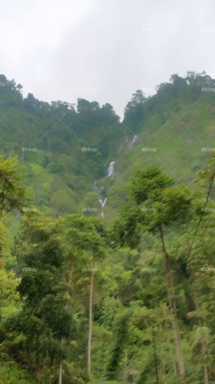 raon forest n water fall