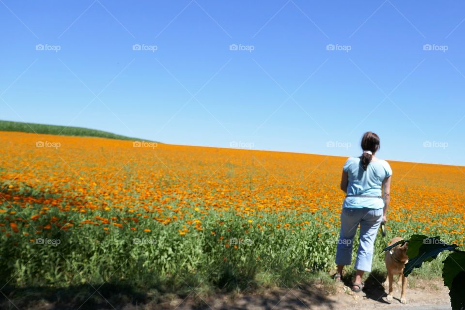 fantastic view over the orange field