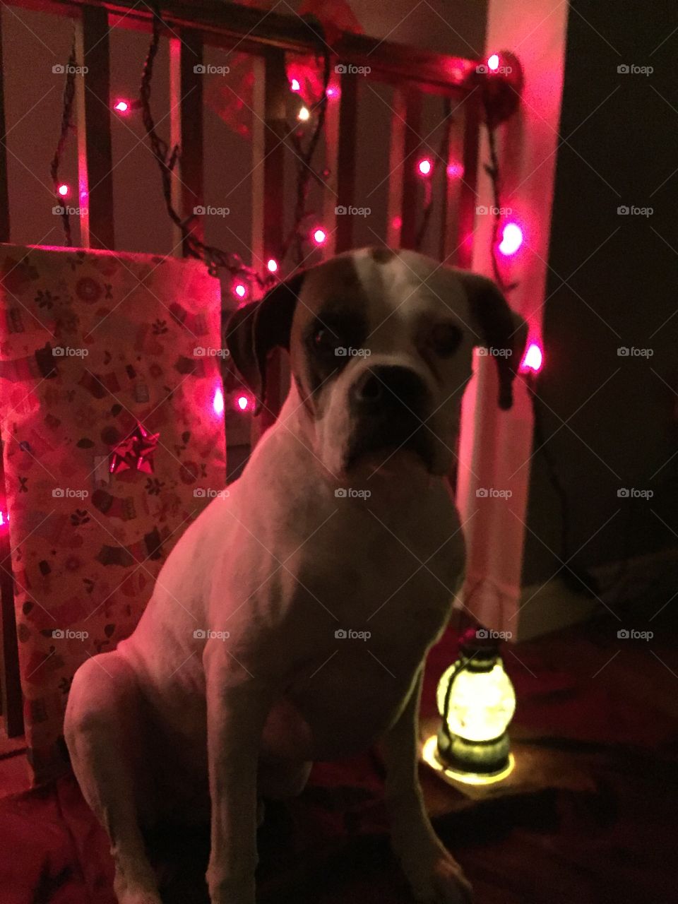 Beautiful photo taken with lily setting in the red Christmas lights with gift box in back ground.