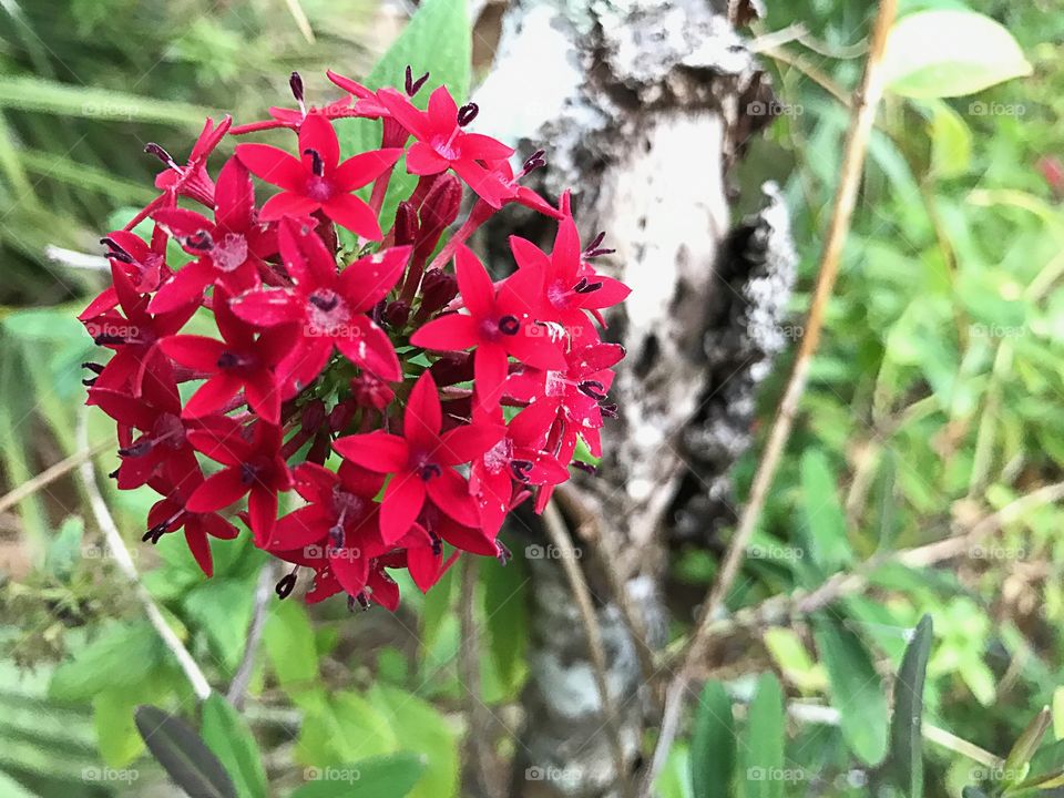 Flower in the forest 