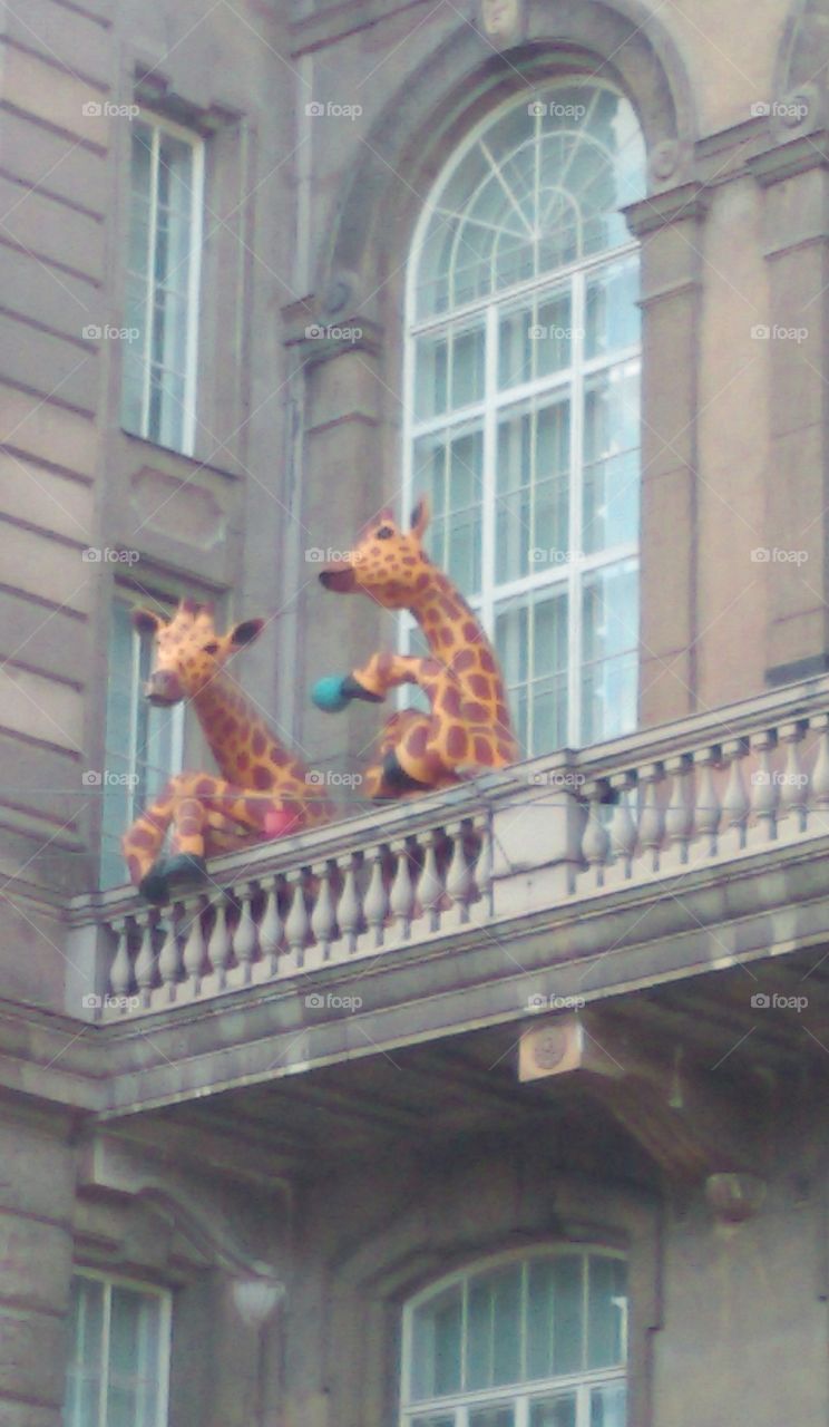 giraffes in balcony in Helsinki
