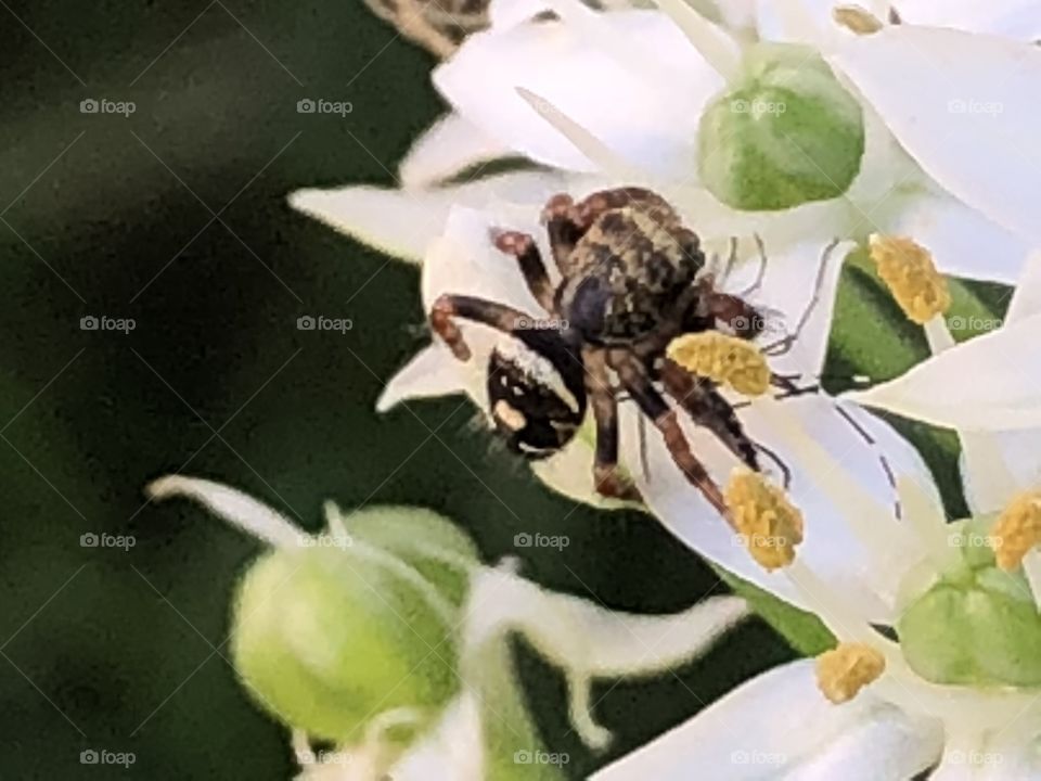 Spider on plant