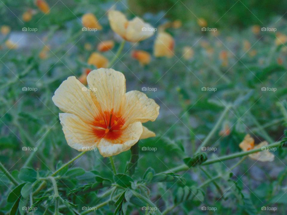 Flores del desierto
