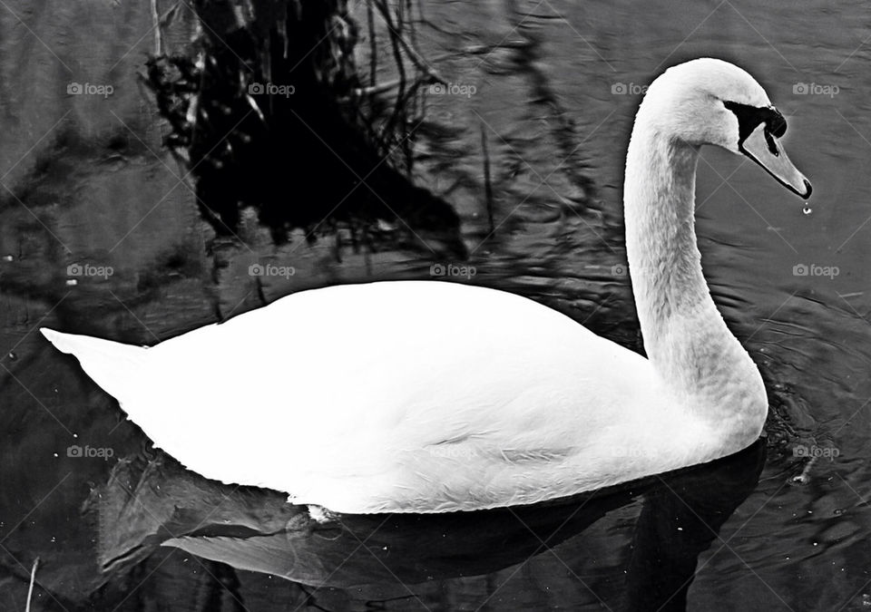 bird reflection nature water by mojo26