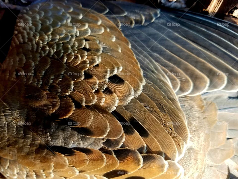 dove feathers.