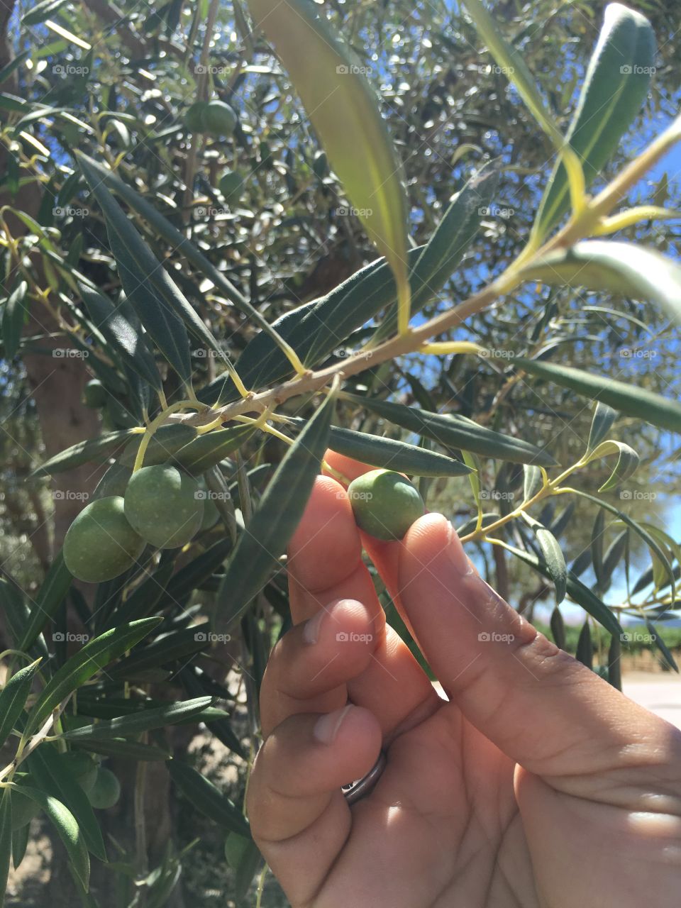 Olives on branch