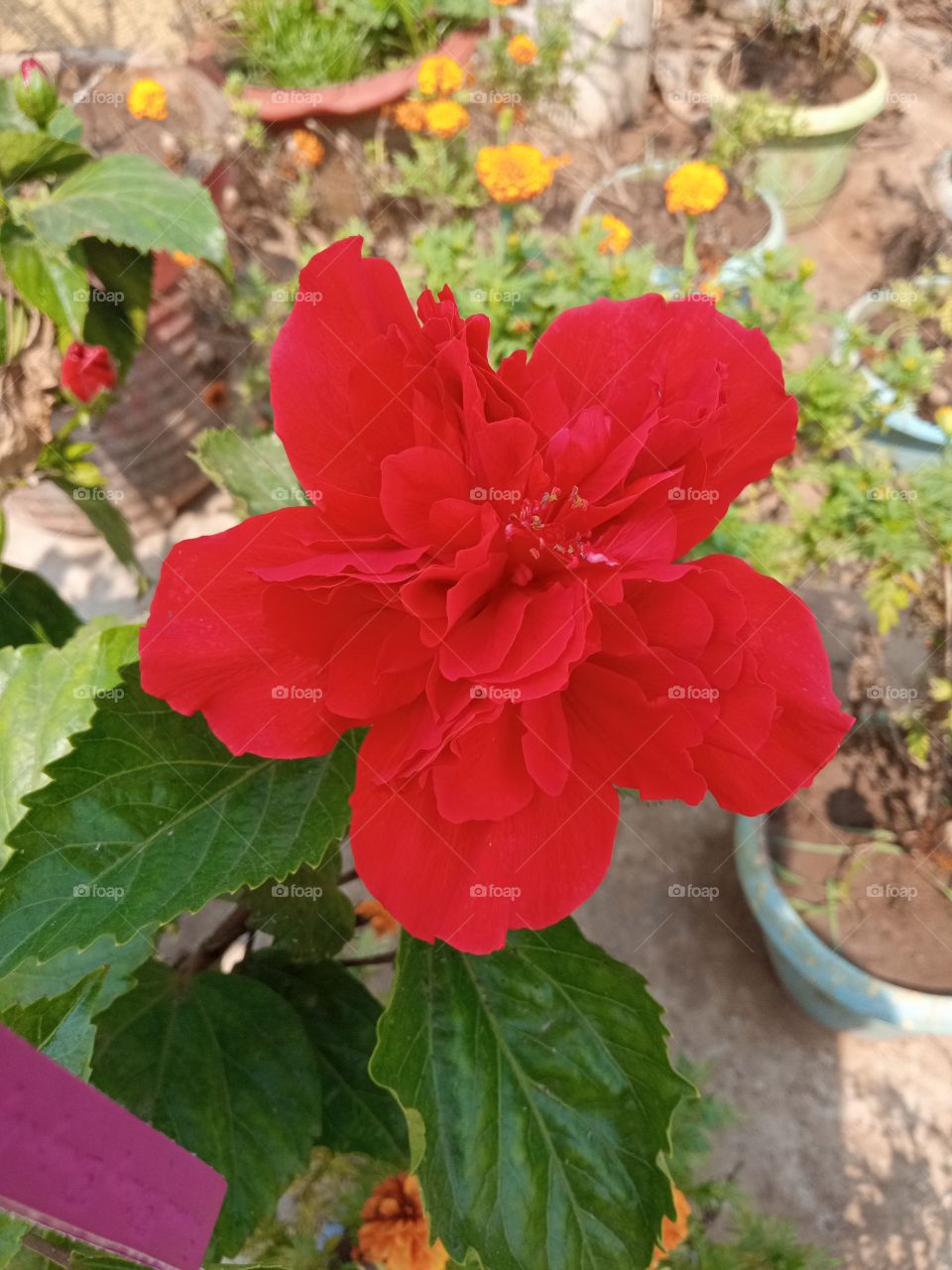 beautiful hibiscus🌺