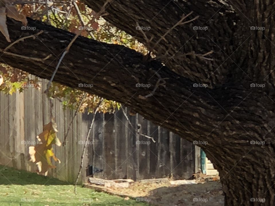 A lone Leaf hangs low on tree