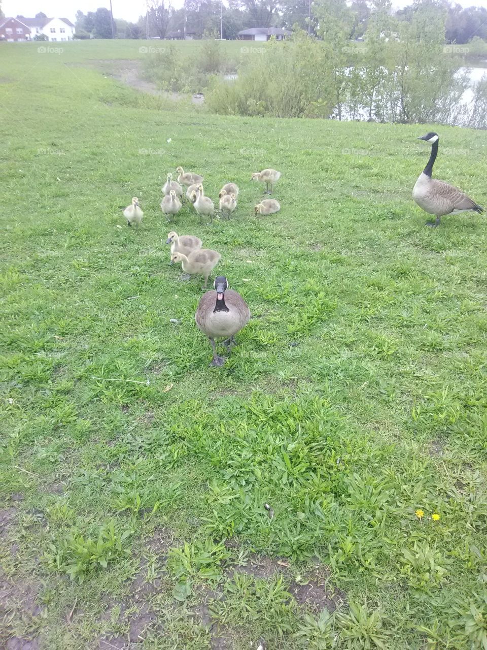 young gooslings  family by peaceful pond.