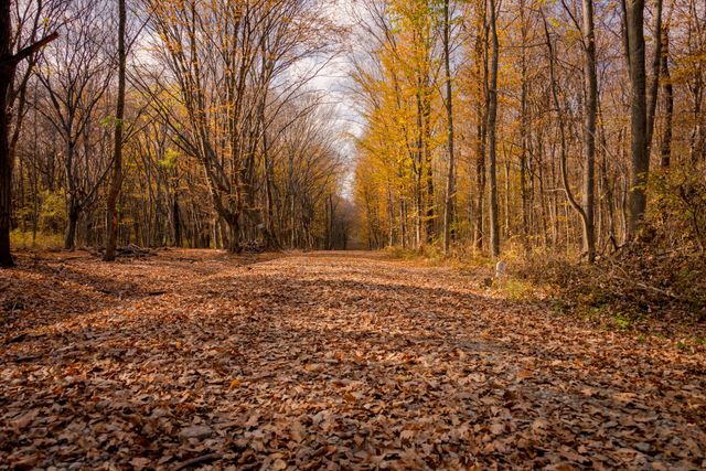 Autumn trees