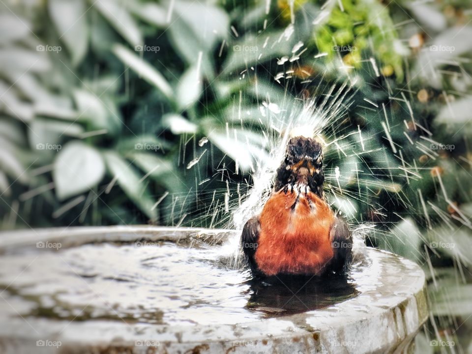 My yard Robin having a splash 