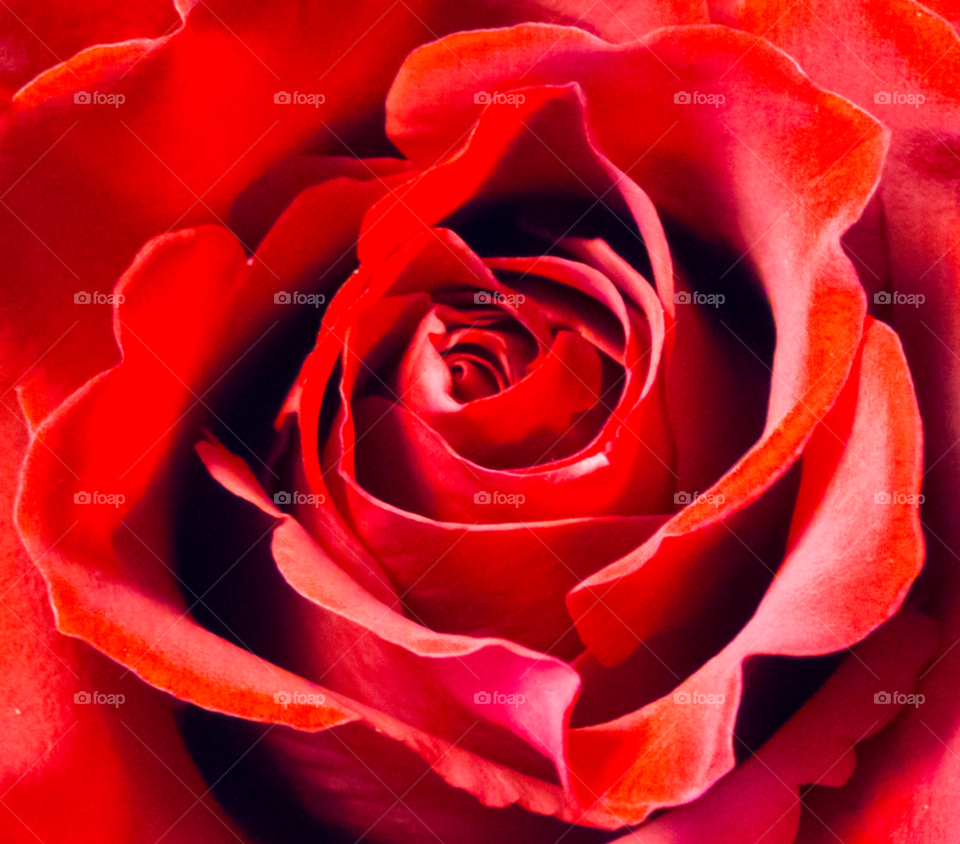 nature red rose beauty by delvec