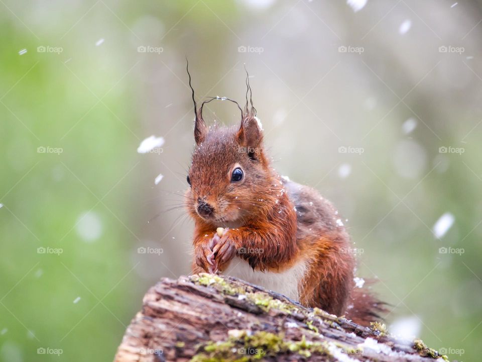 Red squirrel portrait on a snowy day