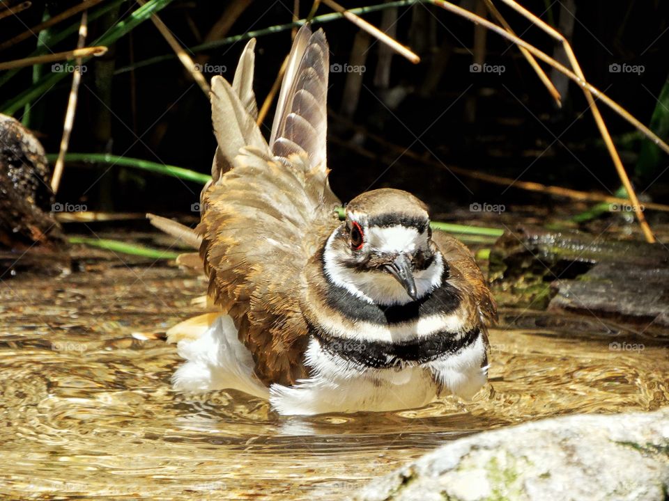 California Killdeer Shorebird
